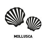 Pictograms allergenic regulation molluscs